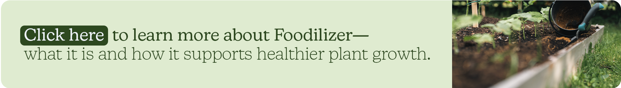 A wide horizontal banner with a light green background. On the left, a button reads 'Click here' followed by the text 'to learn more about Foodilizer—what it is and how it supports healthier plant growth.' The right side features a blurred photo of a person adding dark fertilizer to a garden bed.