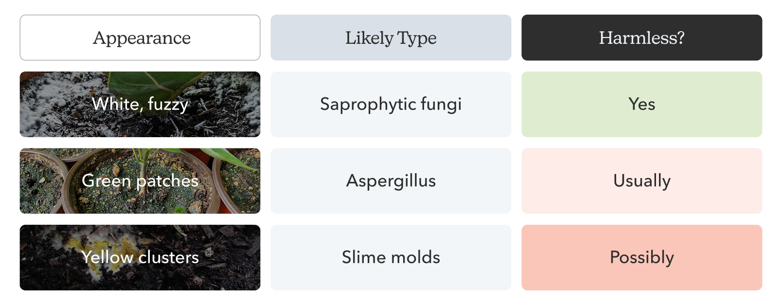 A three-column table titled 'Appearance,' 'Likely Type,' and 'Harmless?'. Row one shows 'White, fuzzy' as Saprophytic fungi (Yes). Row two shows 'Green patches' as Aspergillus (Usually). Row three shows 'Yellow clusters' as Slime molds (Possibly). Each appearance is accompanied by a small representative photo.