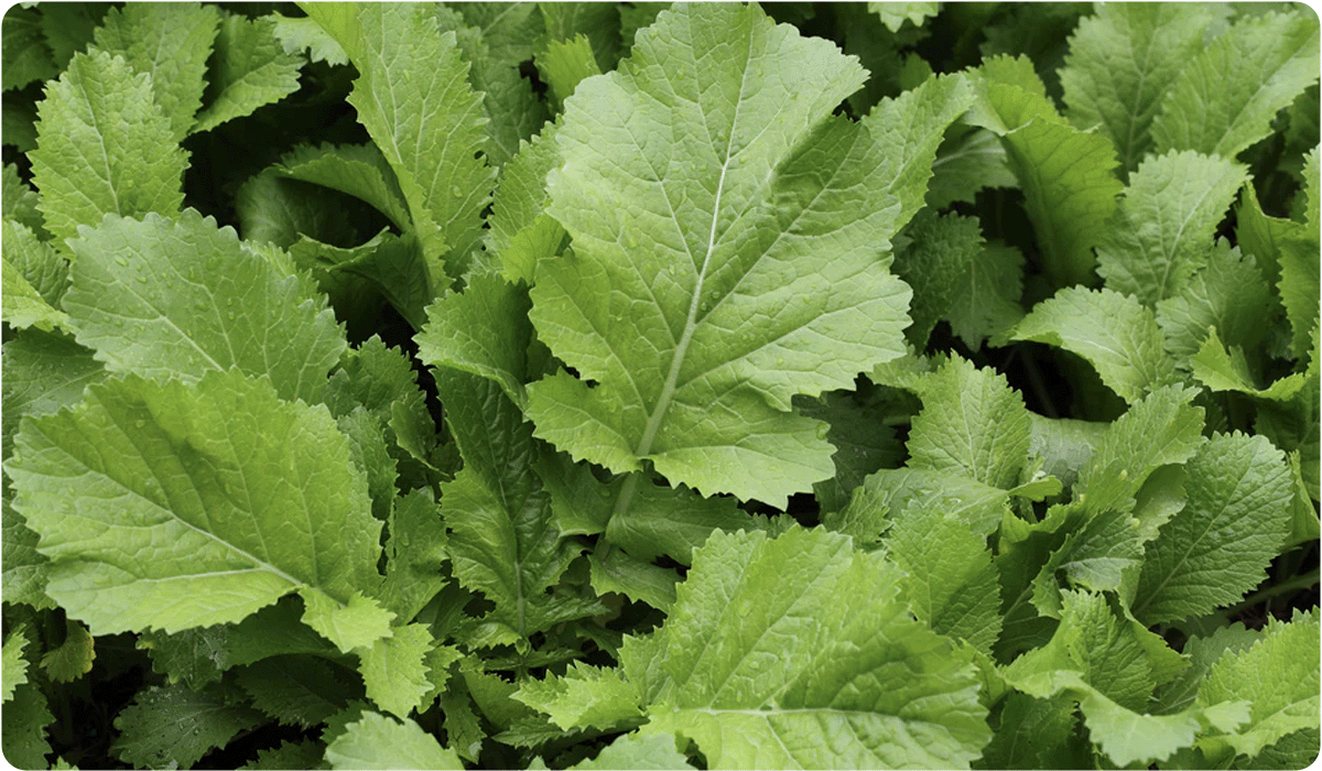 A field of broad, bright green mustard greens. The leaves are large with jagged edges and visible veins, covered in small, fresh water droplets.