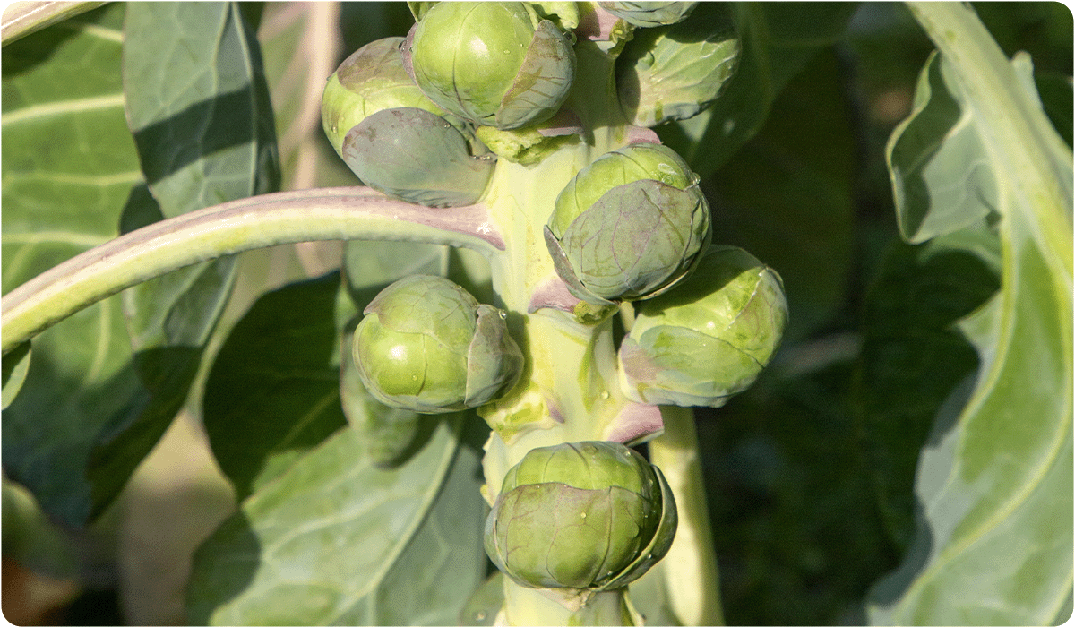 A close-up of a Brussels sprout stalk. Several small, round, green sprouts are clustered tightly around a thick central stem, with larger outer leaves visible in the background.
