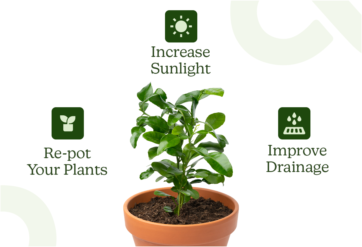An infographic featuring a healthy green plant in a terracotta pot. Three icons with labels surround the plant: 'Re-pot Your Plants' (plant icon), 'Increase Sunlight' (sun icon), and 'Improve Drainage' (drainage icon), providing tips to prevent soil mold.