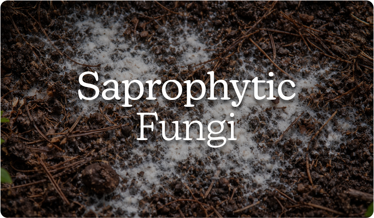 A close-up photo of dark soil with white, web-like fungal growth. Overlaying the center of the image is the large white text 'Saprophytic Fungi,' identifying the harmless nature of this common soil organism.