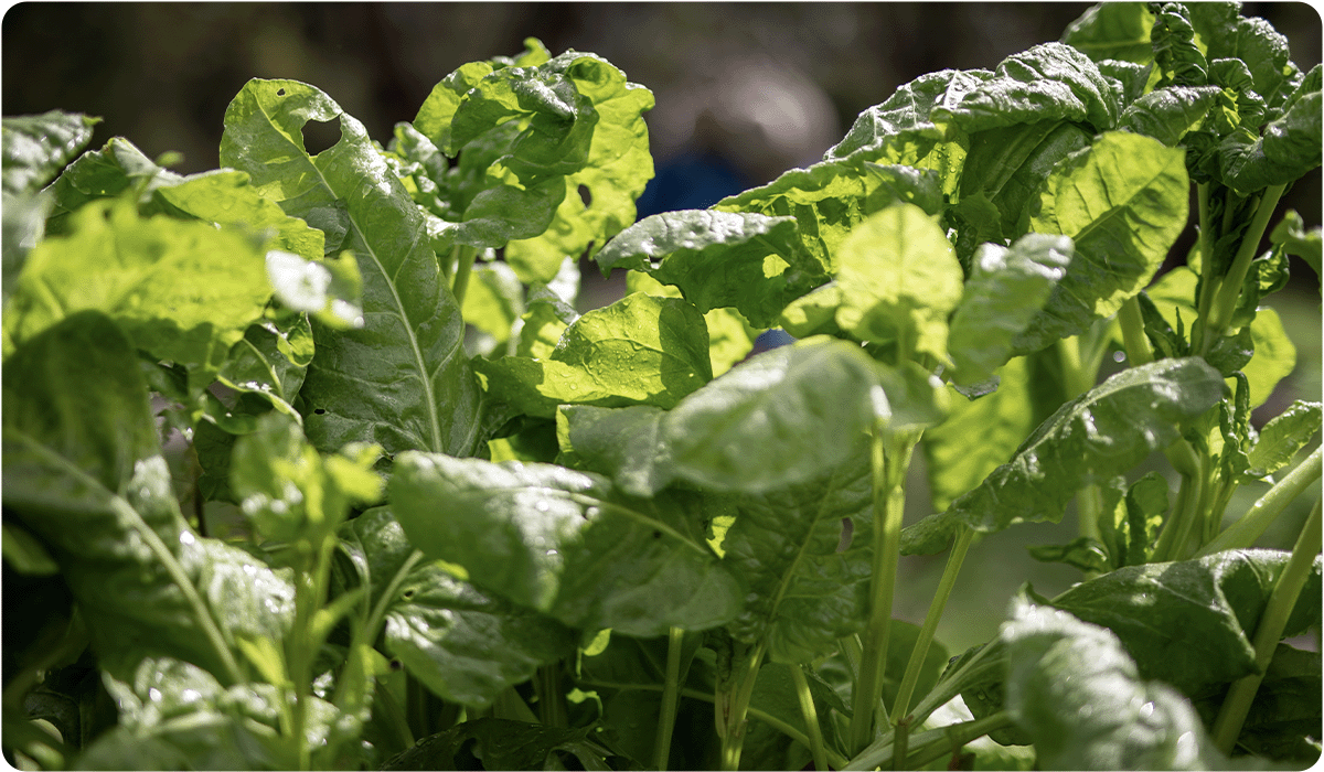 Lush green spinach or chard leaves growing in a garden. The sunlight hits the textured, slightly waxy surface of the leaves, highlighting a few small holes from natural insect activity.