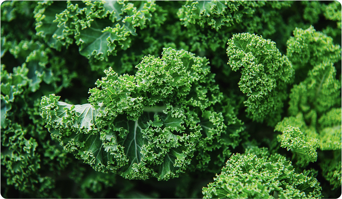 A dense, top-down macro shot of ruffled kale leaves. The image is filled with the intricate, curly textures of the dark green foliage.