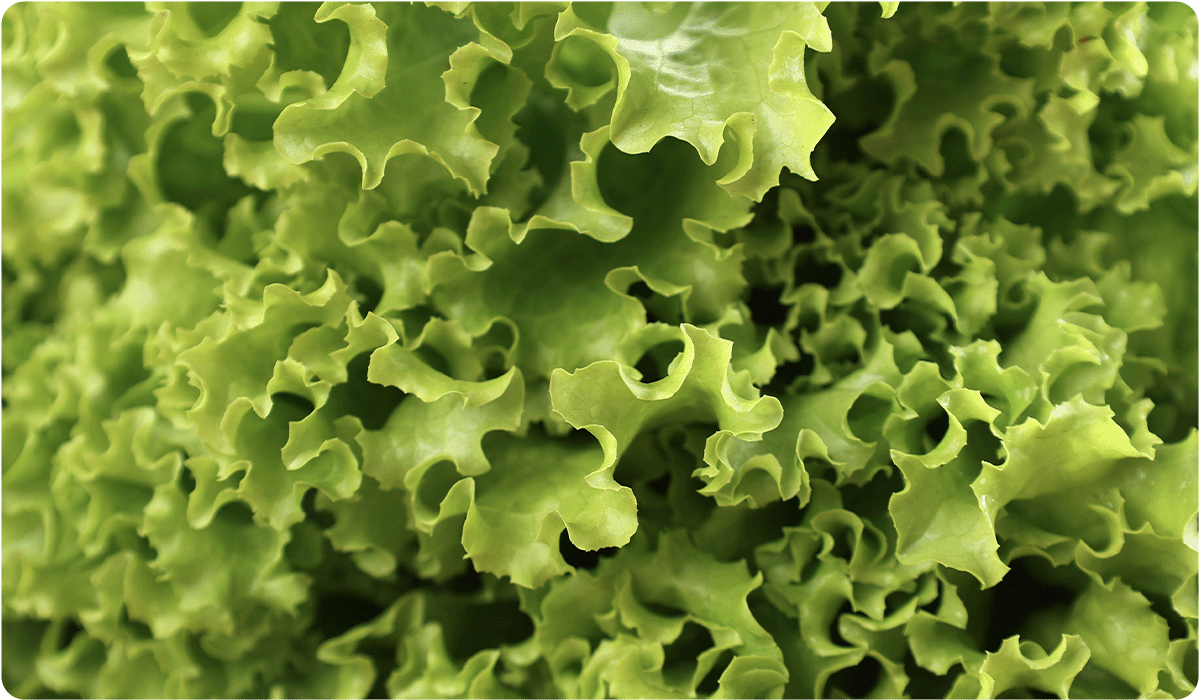 An extreme close-up of a head of green leaf lettuce. The frame is filled with the soft, undulating, and frilly edges of the light green leaves.