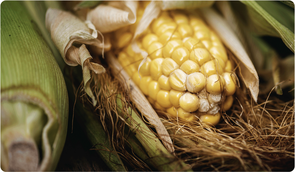 A close-up of an ear of yellow corn partially husked. The bright yellow kernels are nestled against dry, brown corn silk and green outer husks.