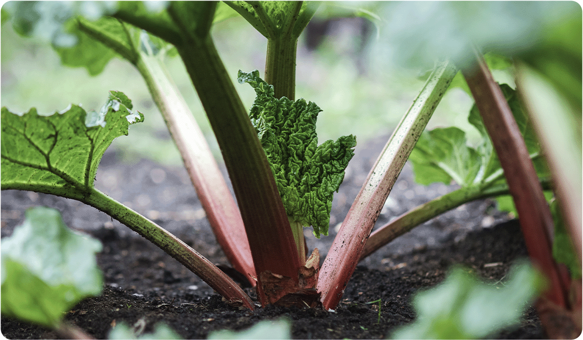 A ground-level, close-up shot of a rhubarb plant. Thick, reddish-pink stalks emerge from dark earth, supporting large, textured green leaves. One small, tightly curled leaf is beginning to unfurl at the center.
